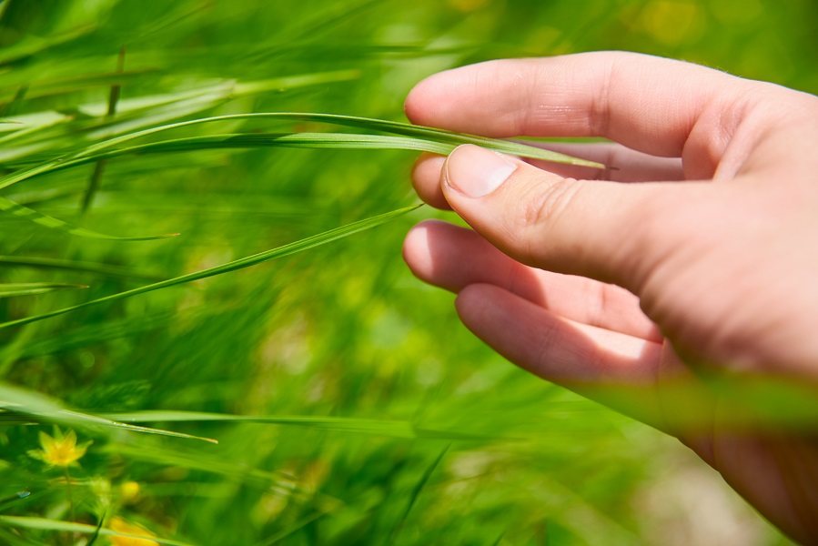 human hand touch green juicy grass